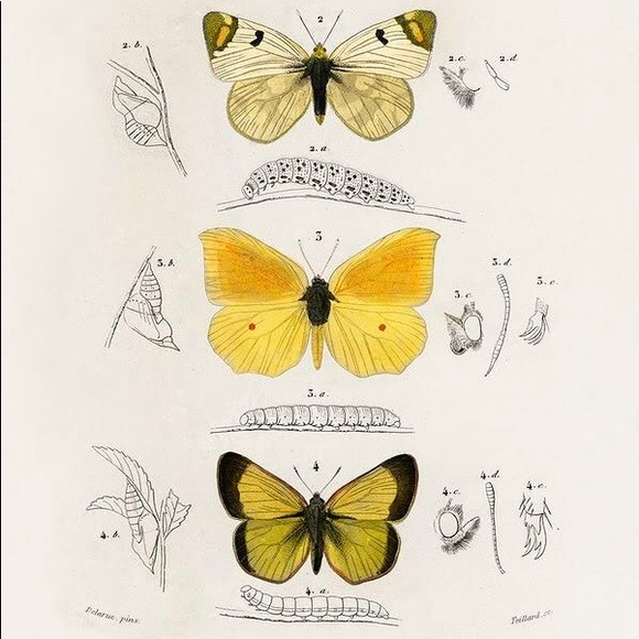 8 Framed Vertical Butterfly Prints - Picture 2 of 9